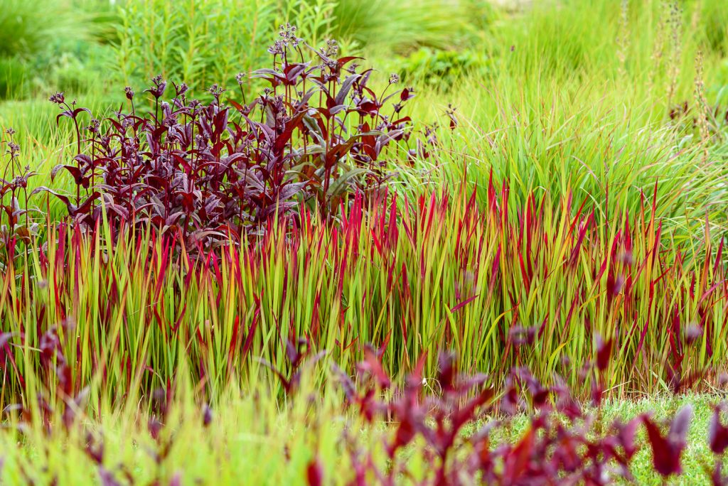 Imperata Red Baron