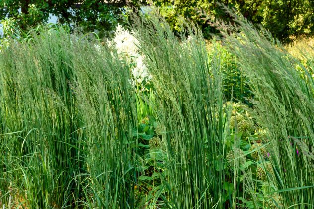 Calamagrostis Karl Foerster