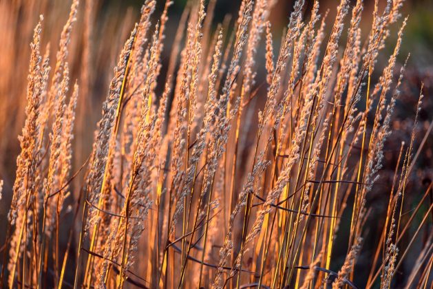 Calamagrostis Karl Foerster