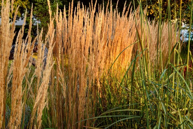 Calamagrostis Karl Foerster