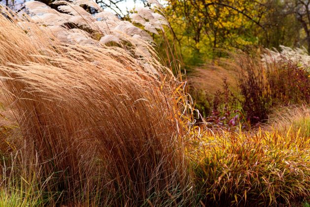 Calamagrostis Karl Foerster