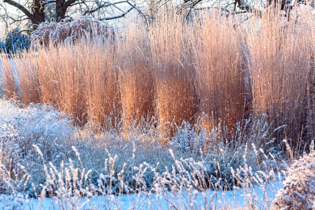 Calamagrostis Karl Foerster