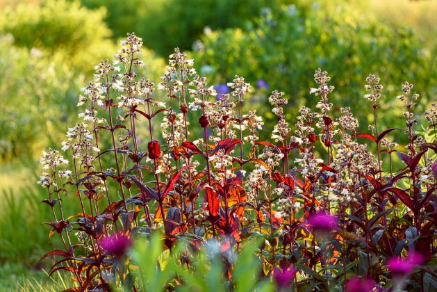 Penstemon Huskers Red