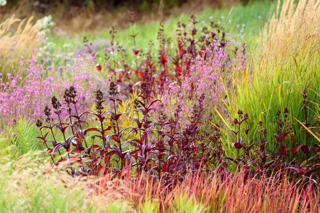 Penstemon Huskers Red