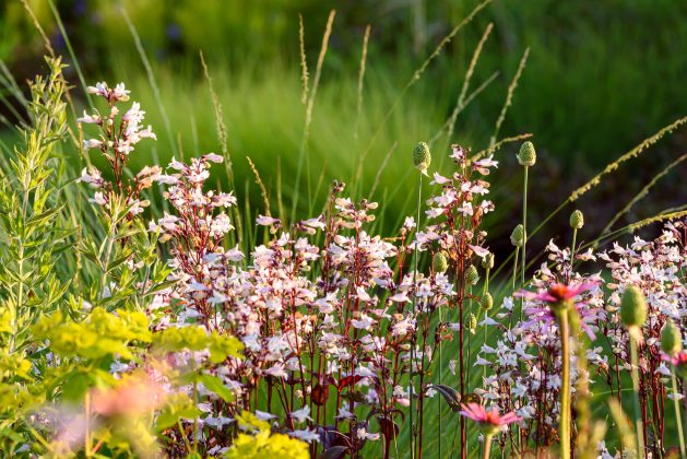 Penstemon Huskers Red