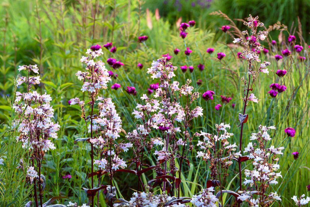 Penstemon Huskers Red