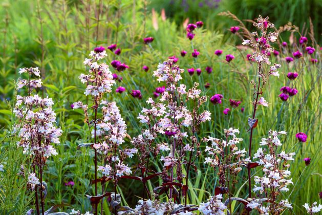 Penstemon Huskers Red