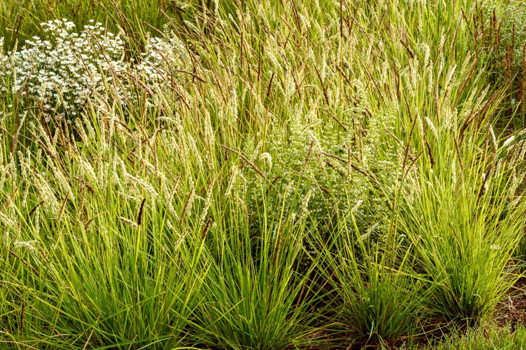 Sesleria autumnalis