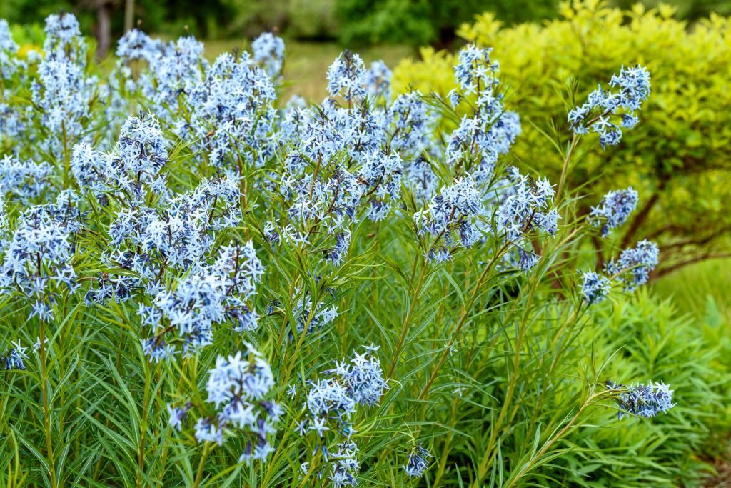 Amsonia hubrichtii