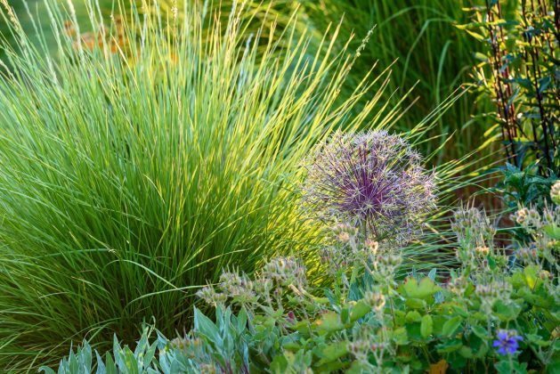 Festuca mairei