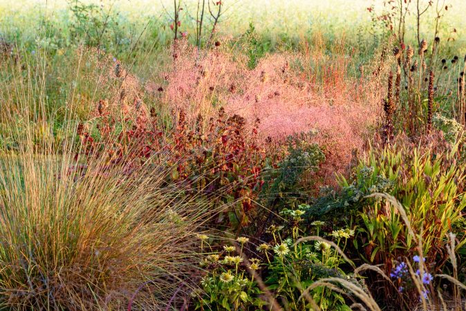 Festuca mairei