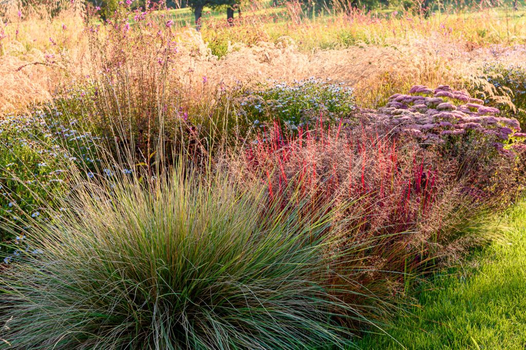 Festuca mairei