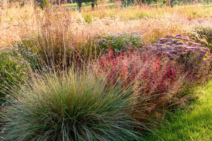 Festuca mairei