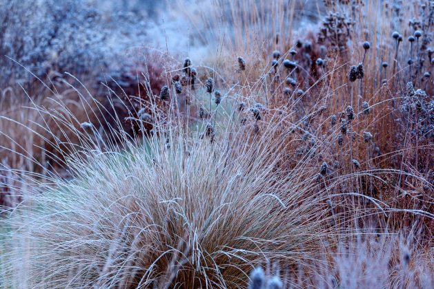 Festuca mairei