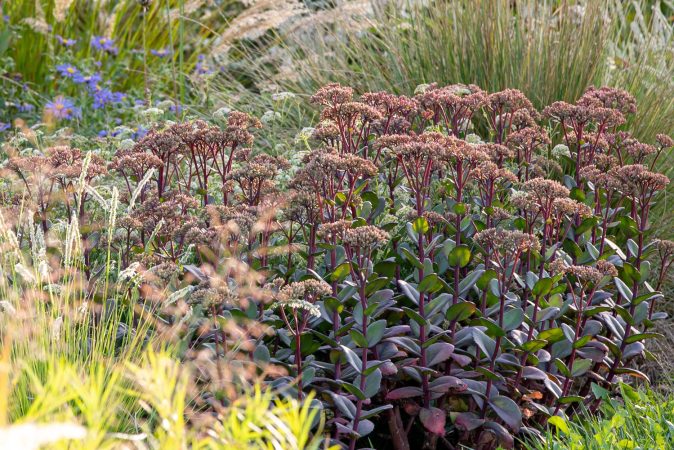 Sedum Matrona