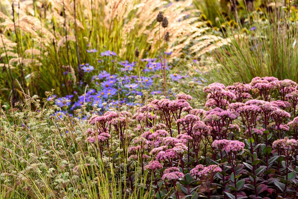 Sedum Matrona