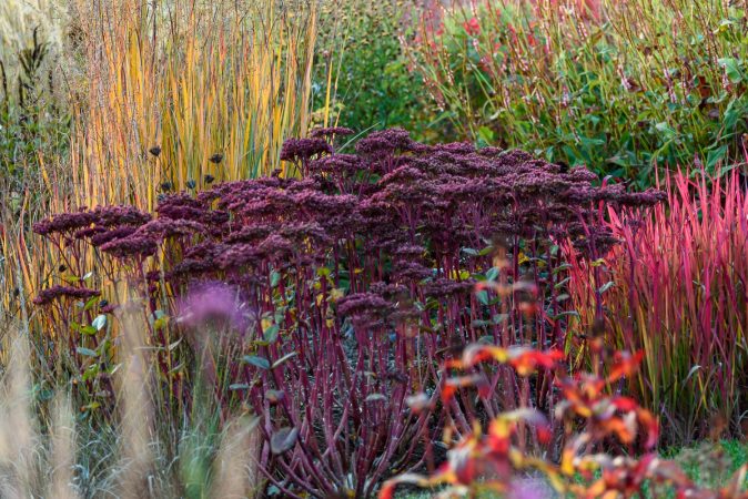 Sedum Matrona