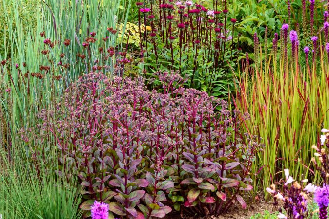 Sedum Matrona