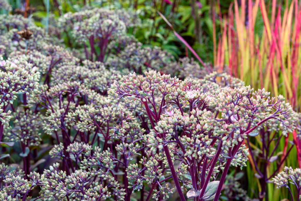 Sedum Matrona