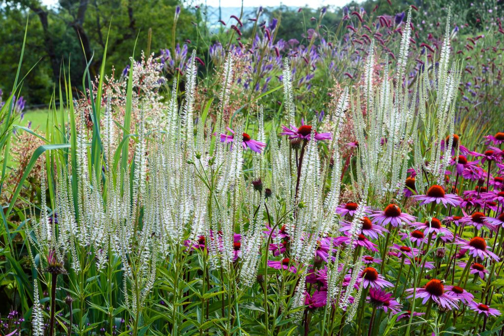 Veronicastrum Diana