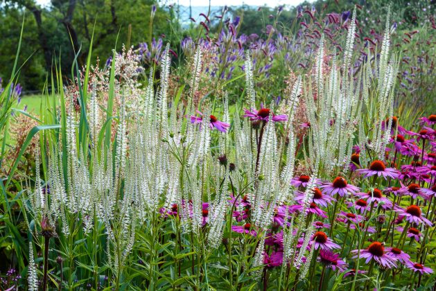 Veronicastrum Diana