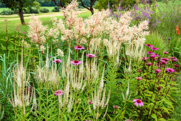 Veronicastrum Diana