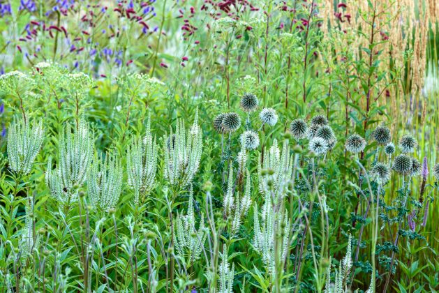 Veronicastrum Diana