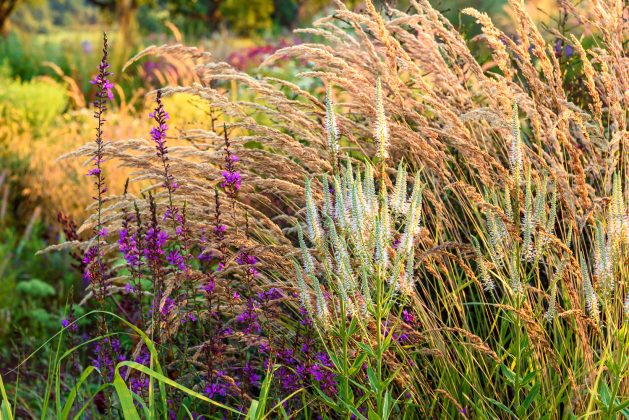 Veronicastrum Diana
