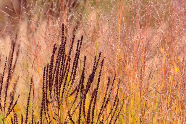 Veronicastrum Diana