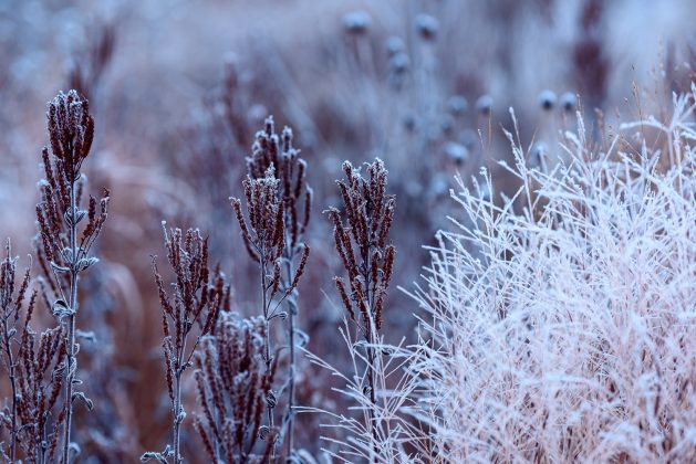 Veronicastrum Diana