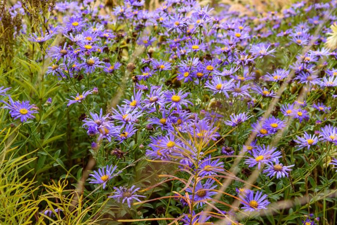 Aster Mönch