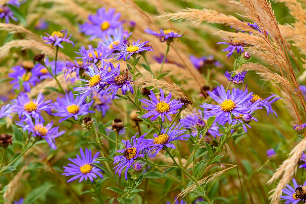 Aster Mönch
