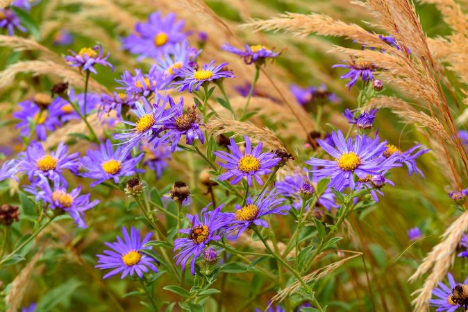 Aster Mönch