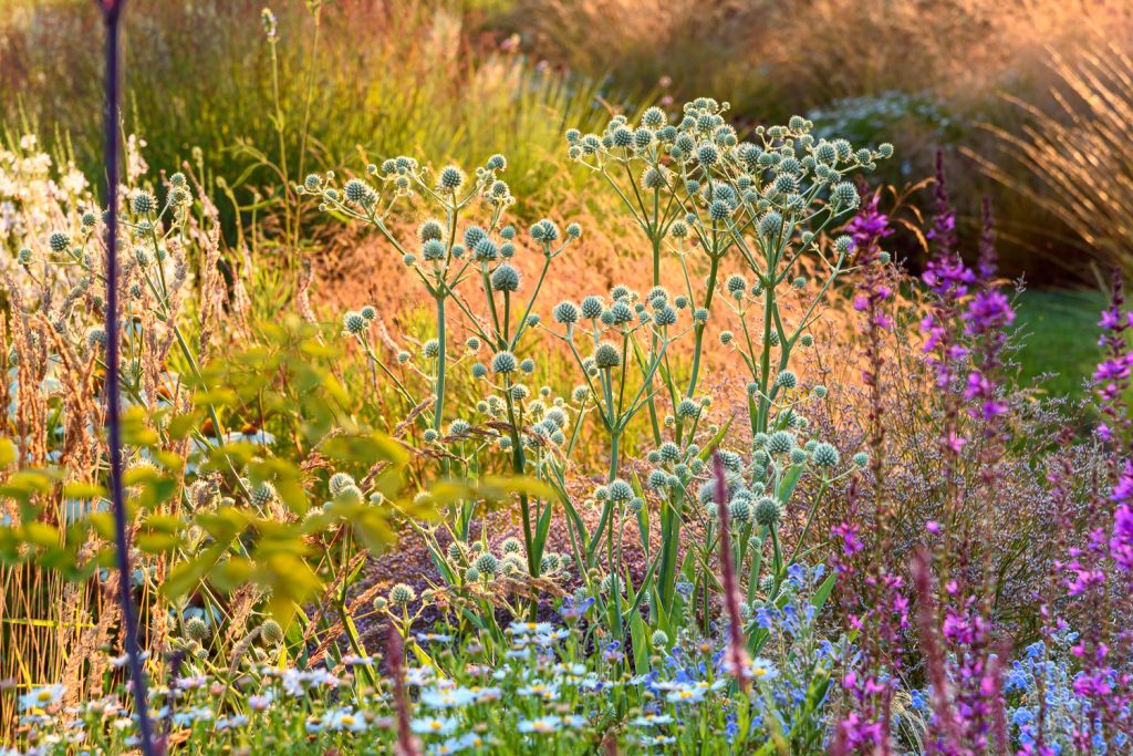 Eryngium yuccifolium