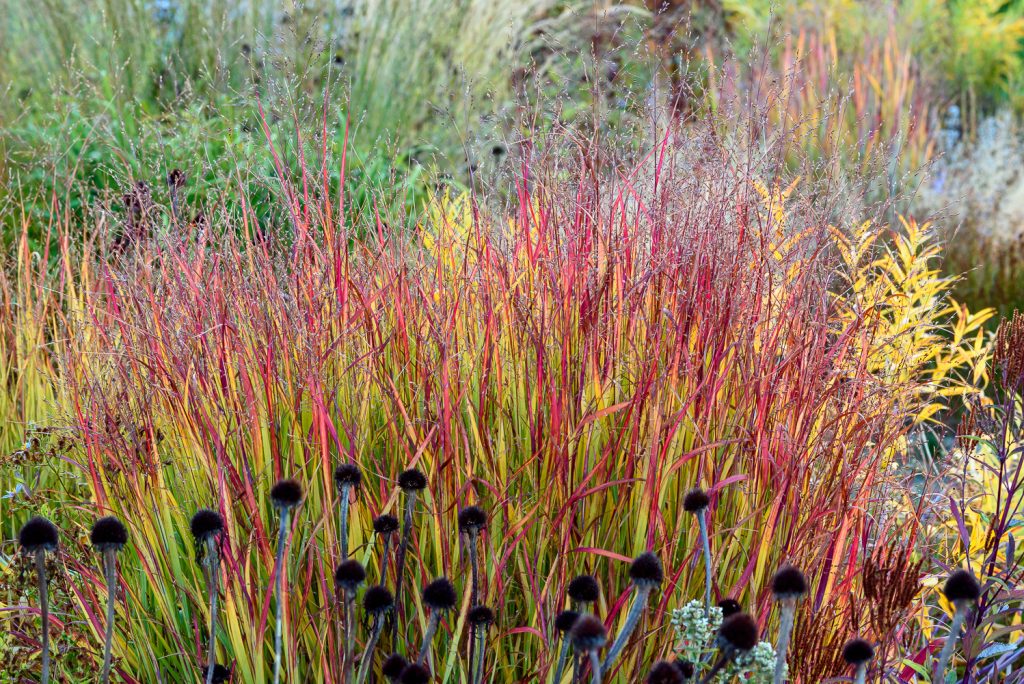 Panicum Shenandoah