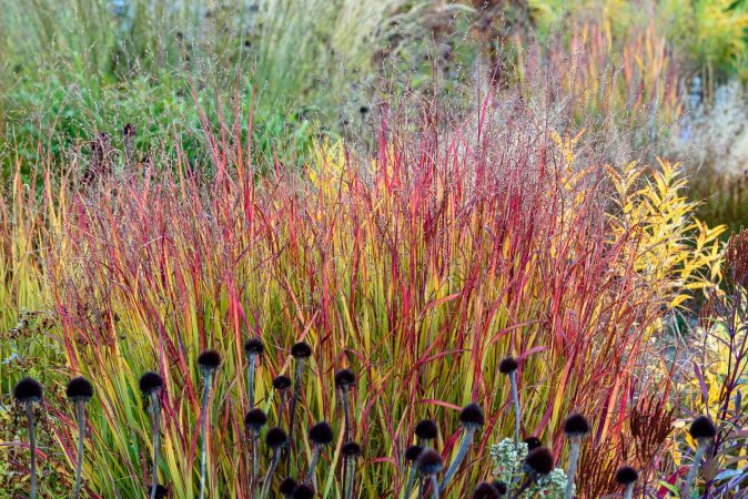 Panicum Shenandoah