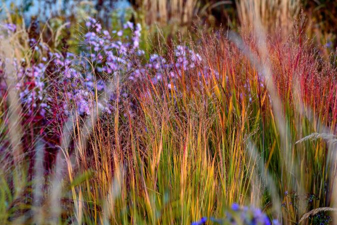Panicum Shenandoah