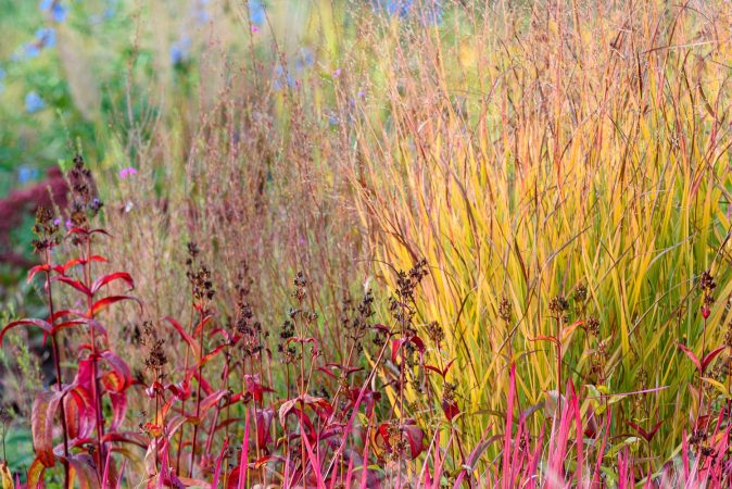 Panicum Shenandoah