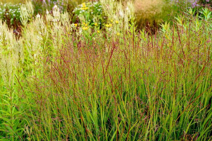 Panicum Shenandoah