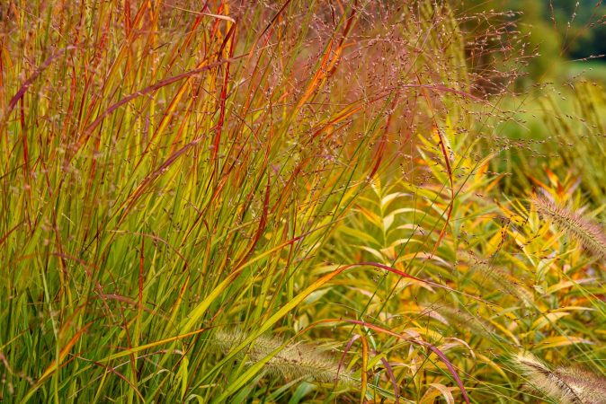 Panicum Shenandoah