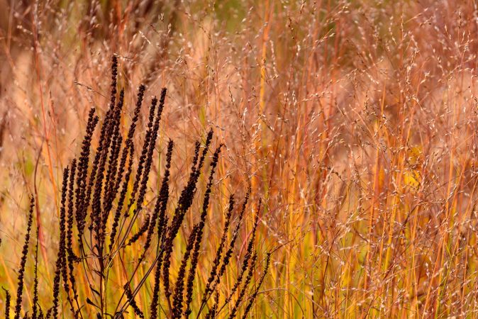Panicum Shenandoah