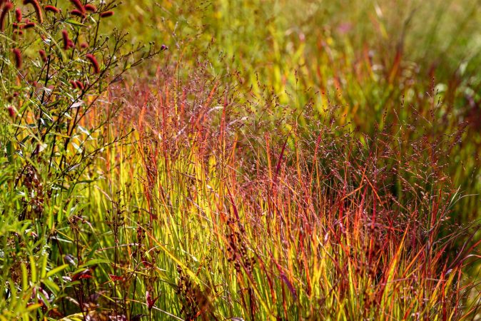 Panicum Külsenmoor