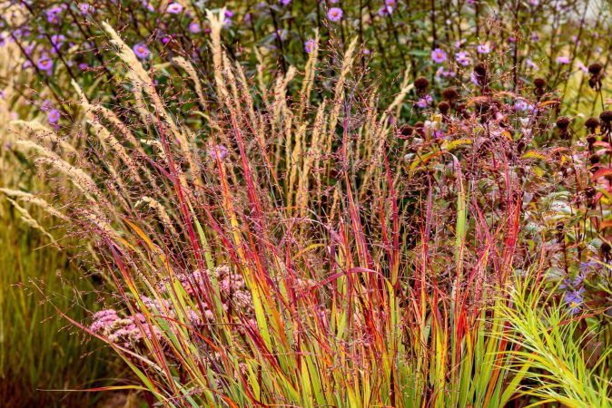 Panicum Külsenmoor