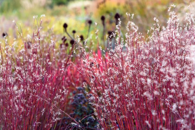 Schizachyrium Blue Heaven