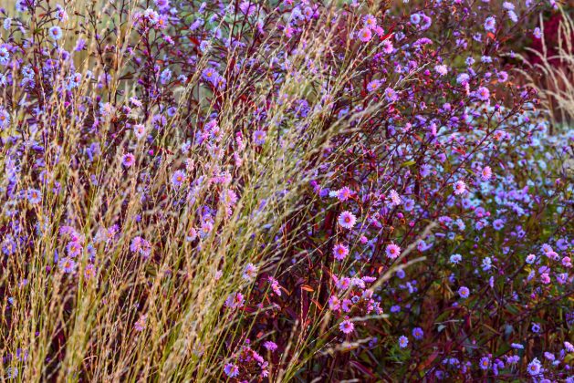 Aster Glow in the Dark