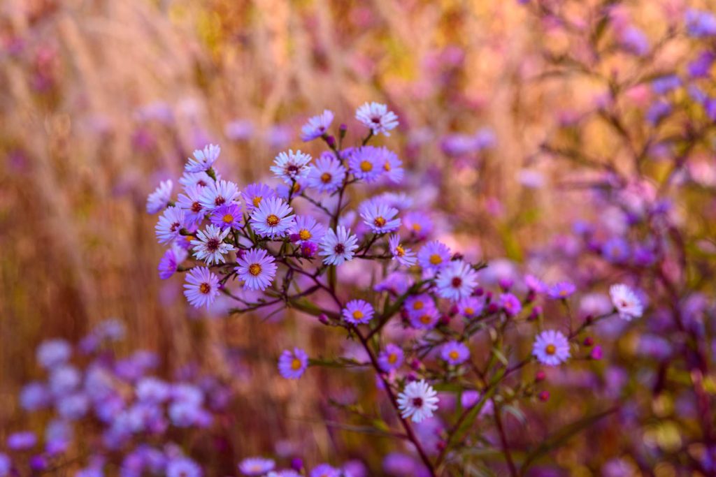 Aster Glow in the Dark