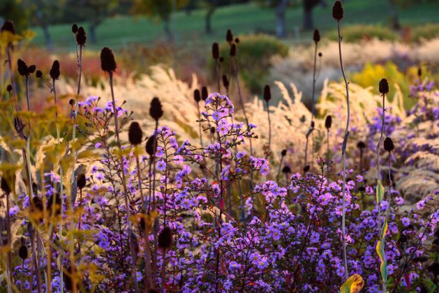 Aster Glow in the Dark